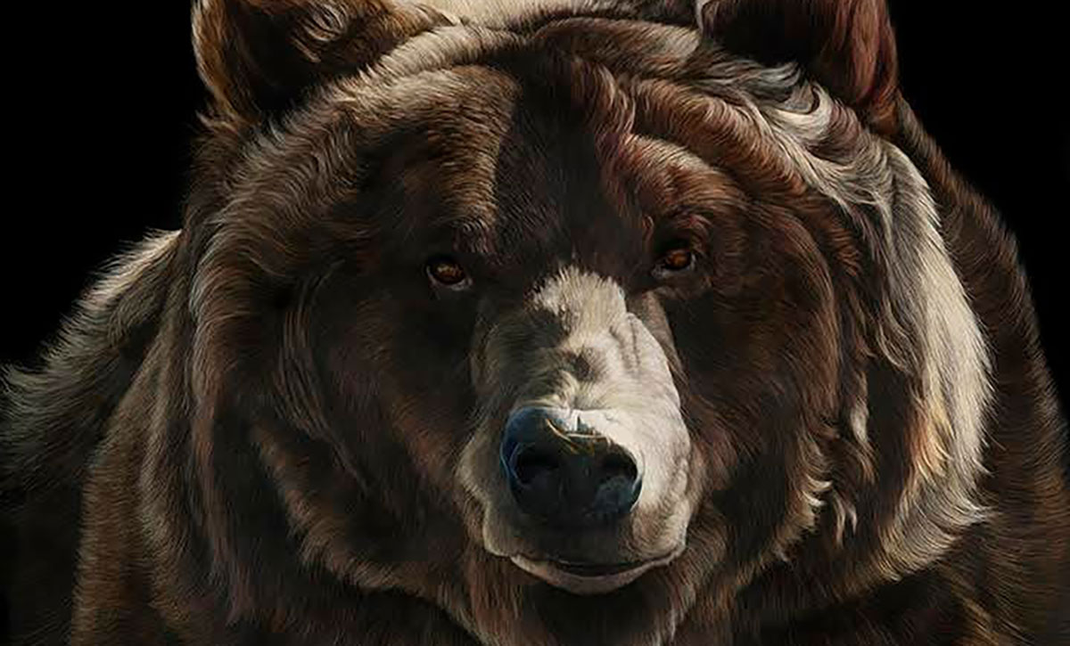 Bear portrait.