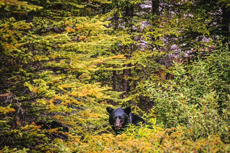 black bear in brush