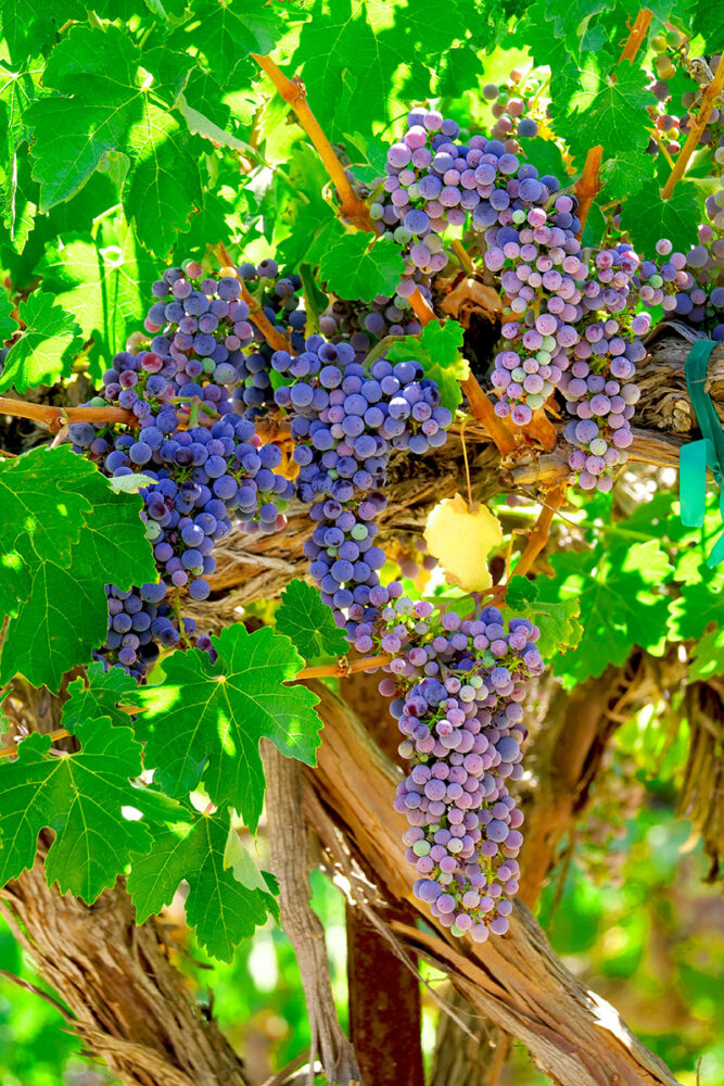 grape vine 