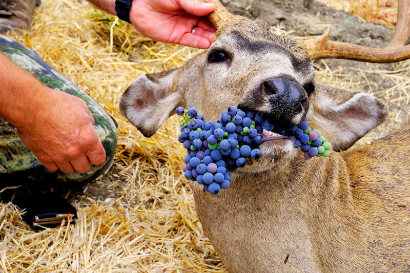 buck with grapes 