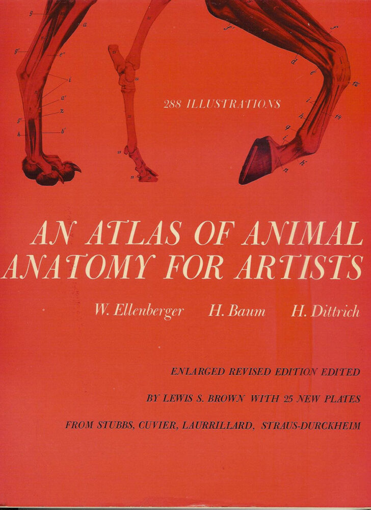 Animal Anatomy book 