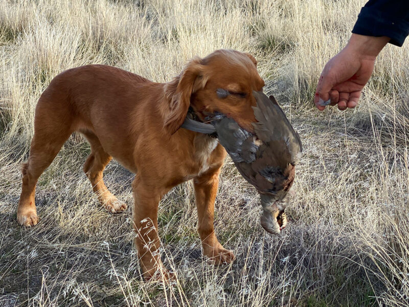 bird dog