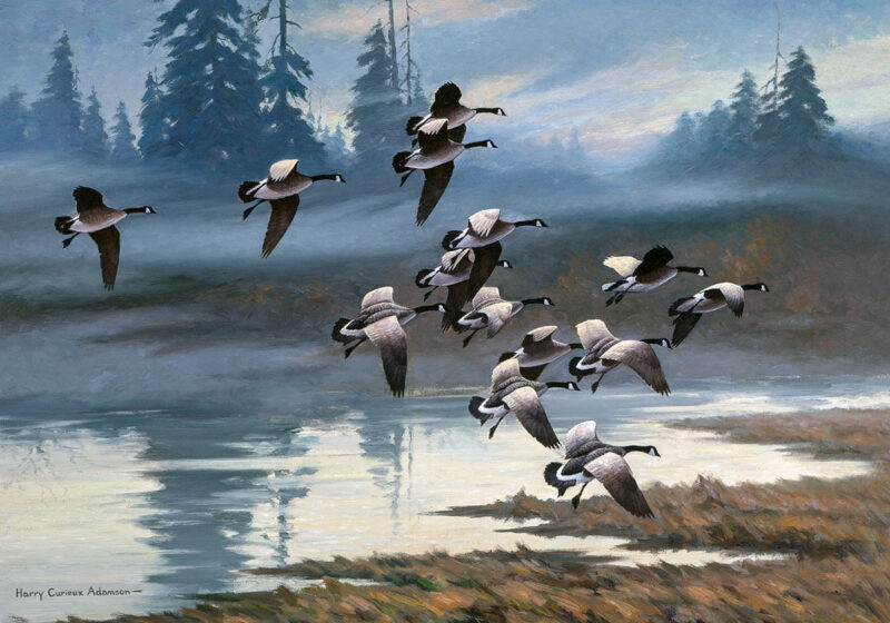 geese flight