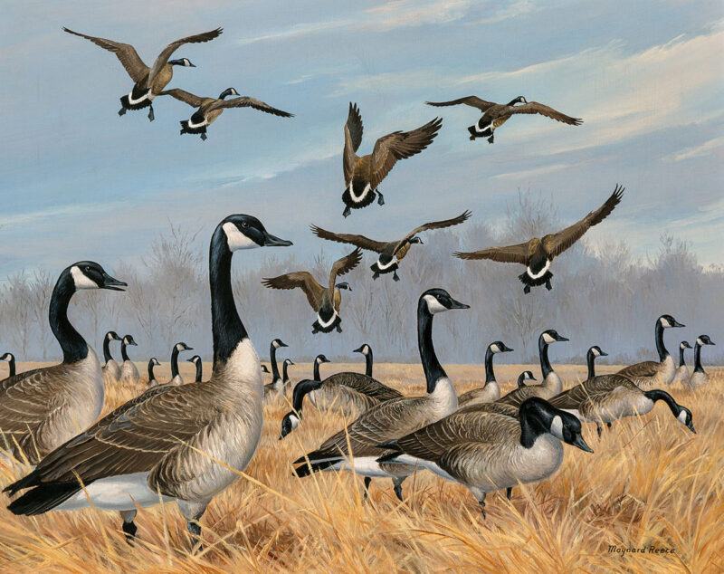 geese afield