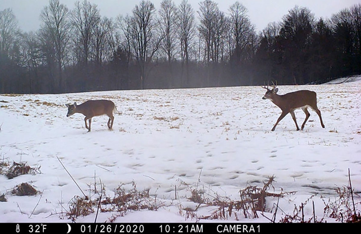 deer in snow