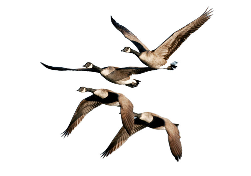 geese fly