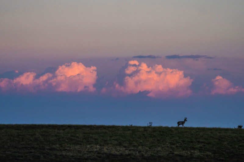 pronghorn