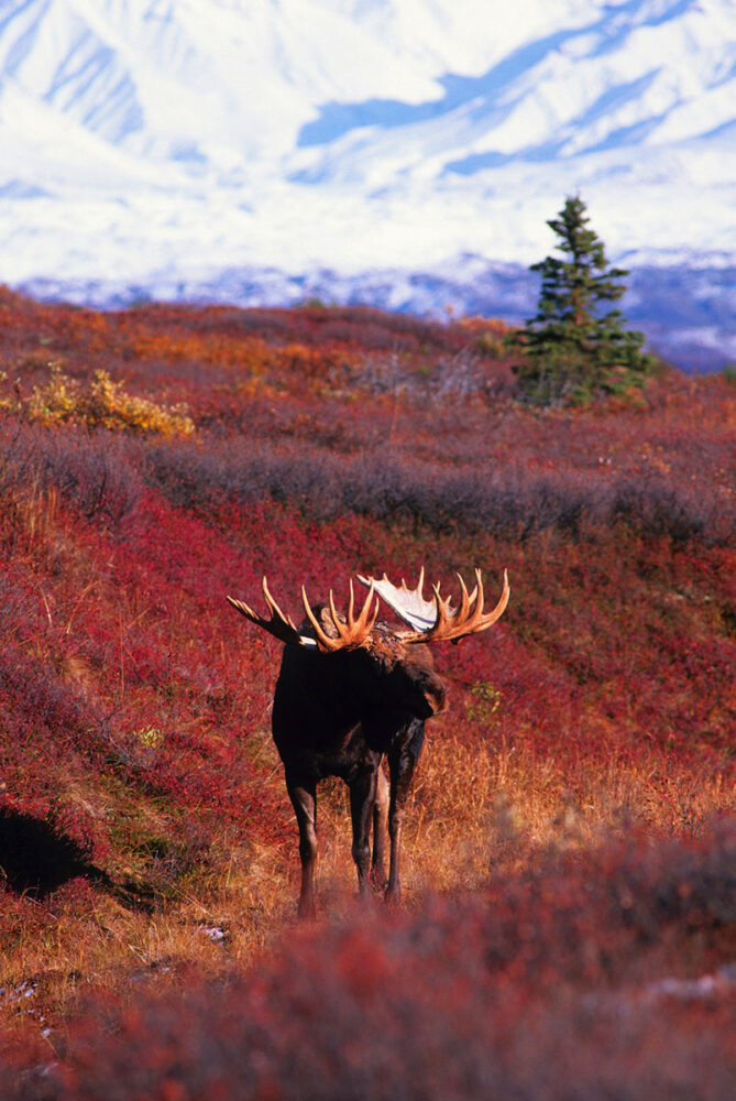 bull moose