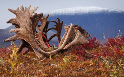 Hunting Caribou in the Arctic – My Saudade River