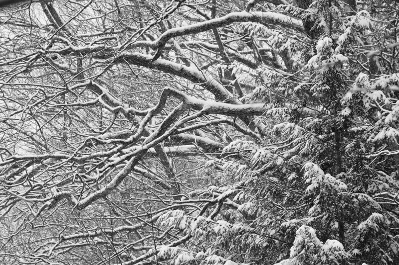 snowy boughs