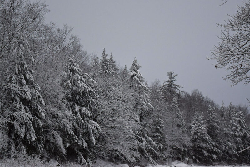 breezy trees