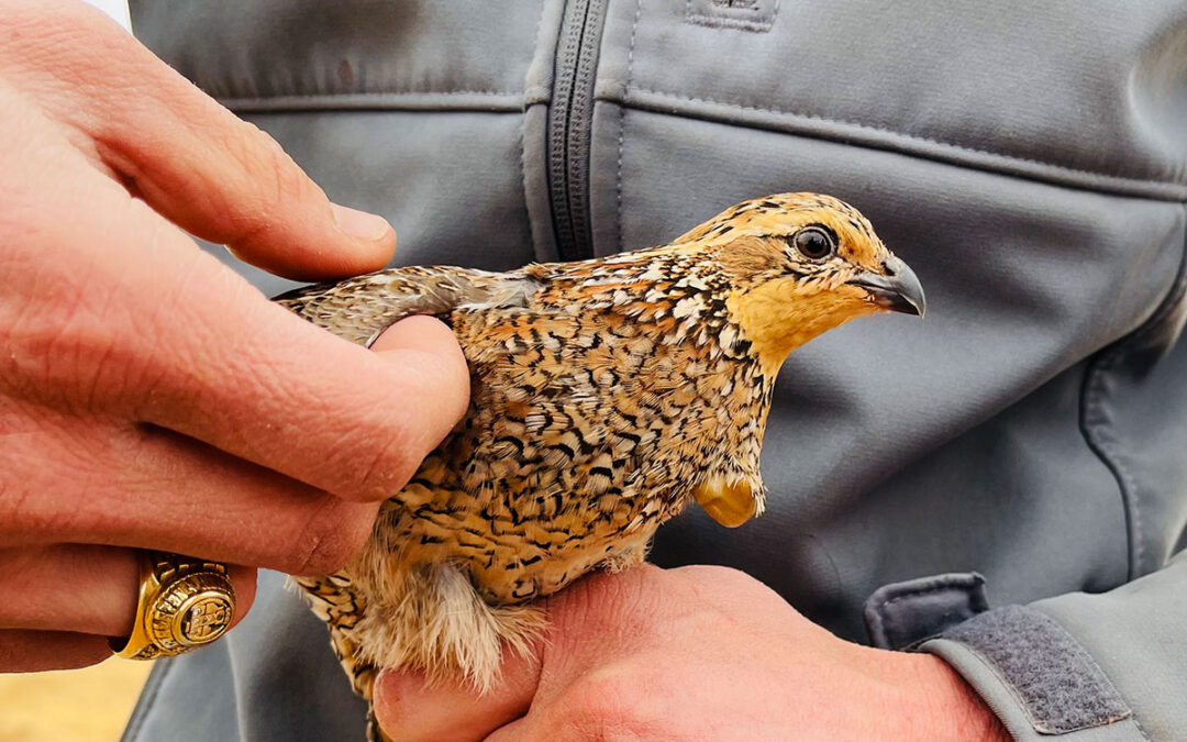 Texas Solutions for Bobwhite Quail Population