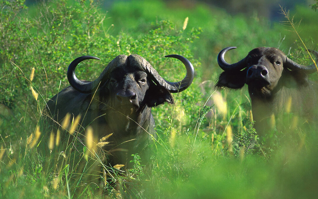 Deadly Botswana Cape Buffalo
