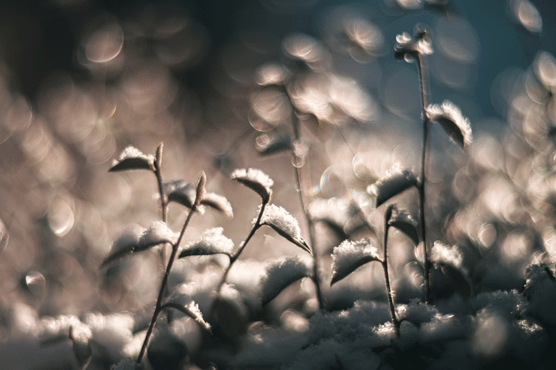 Snowy plants