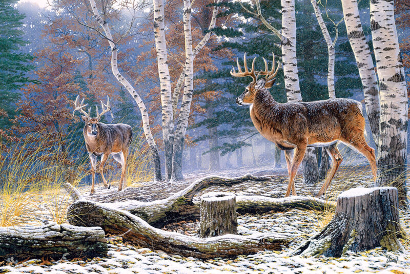 whitetail deer