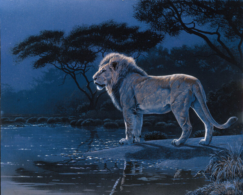 lion night