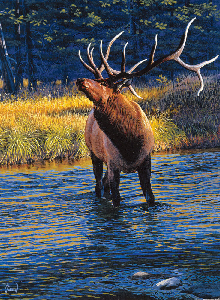 elk