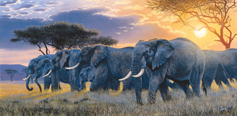 elephant herd 