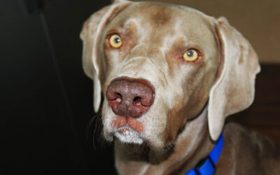 Why I Bark – Cameron the Weim