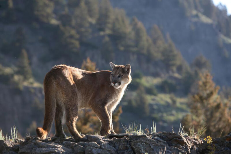 mountain lion 