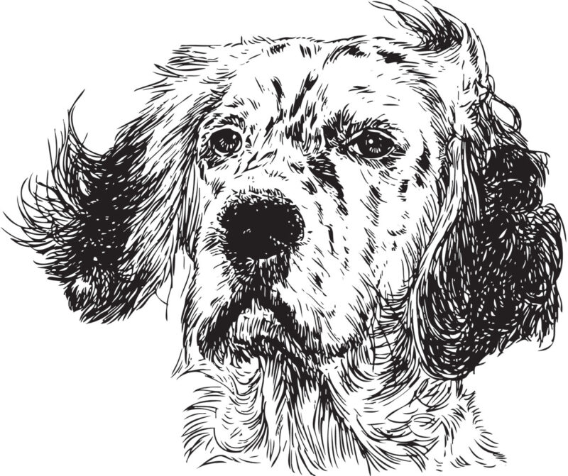 English Setter