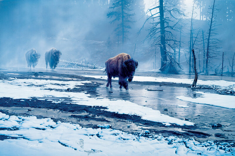 Buffalo winter
