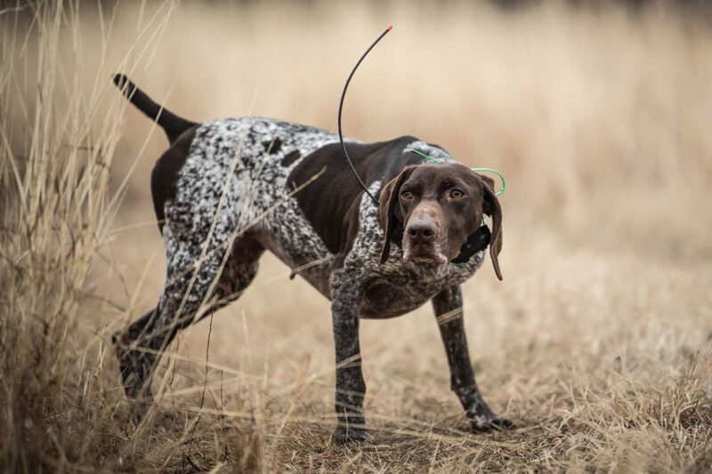 bird dog