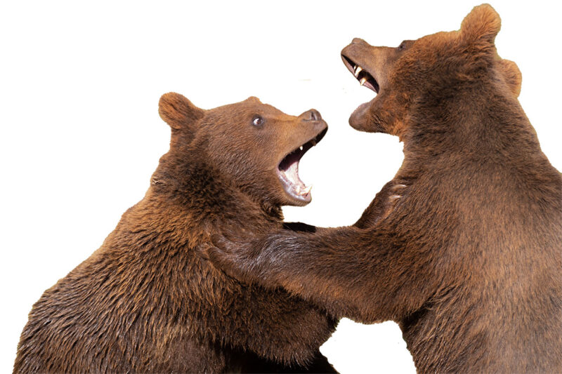 bear fight