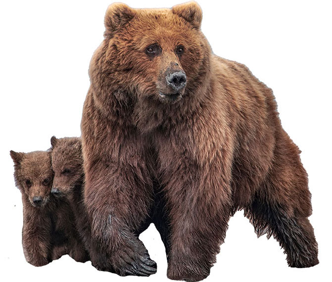 grizzly and cubs 