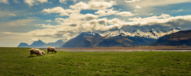 iceland brown trout