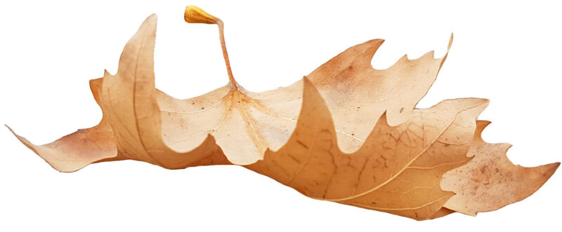 fallen leaf single