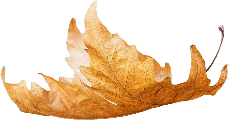 fallen leaf 