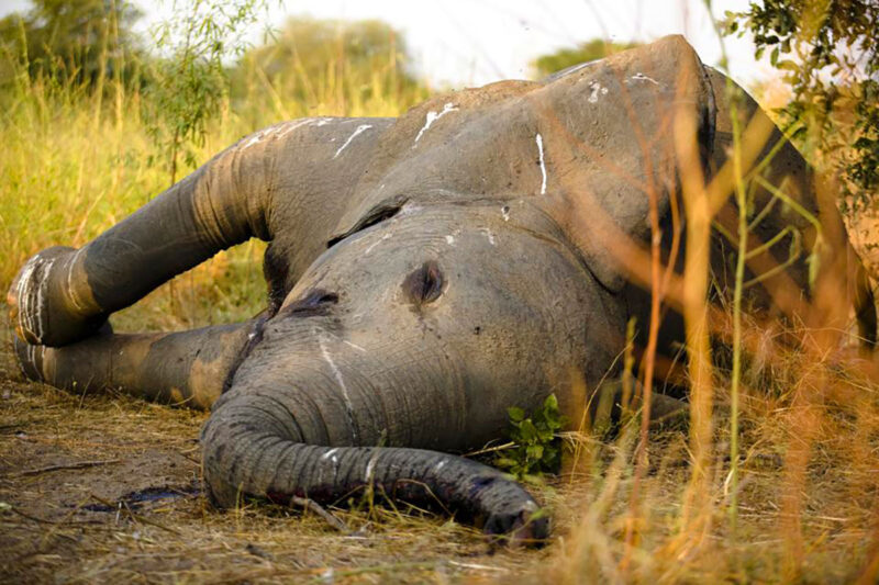 poached elephant 