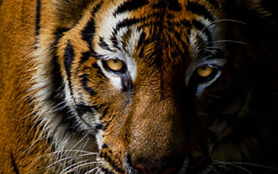 Tiger Attack in Vietnam