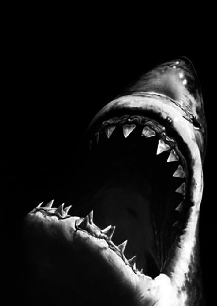 shark mouth open