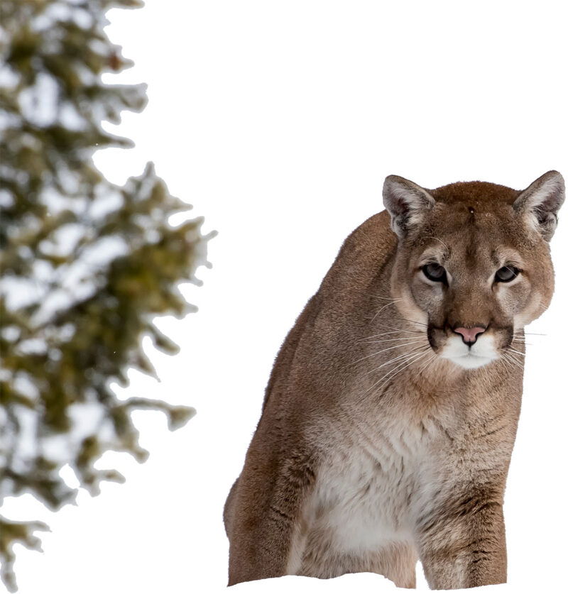 mountain lion watching