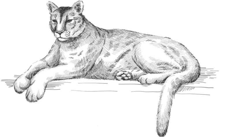 cougar sketch