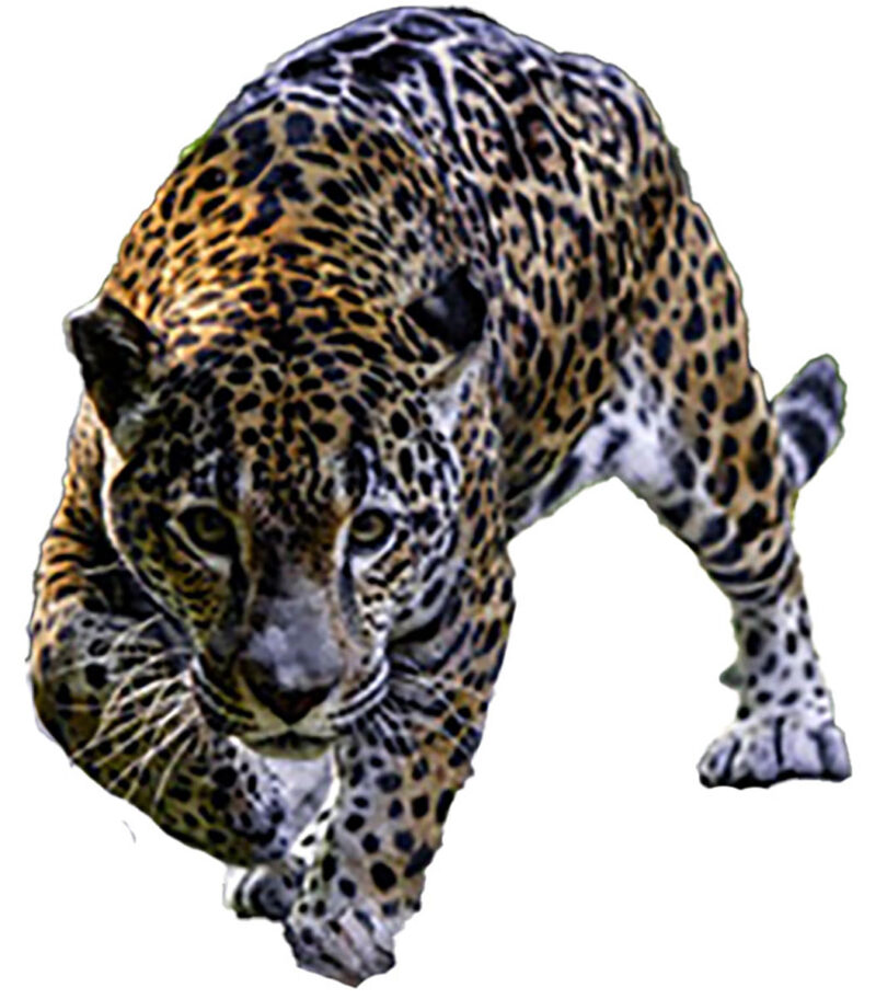 jaguar prowl