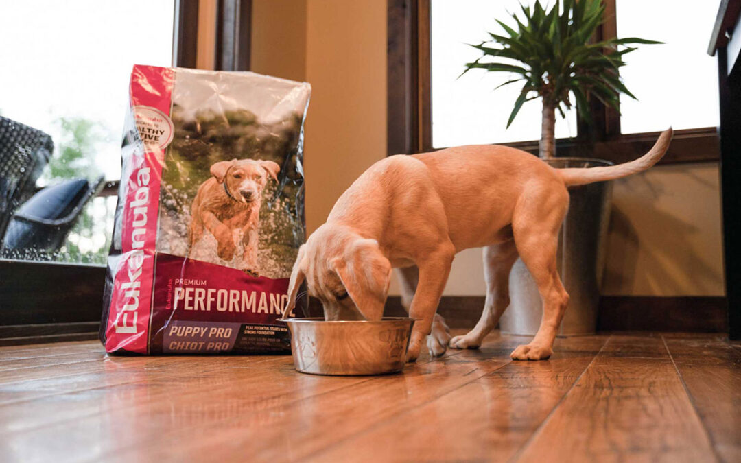 Can Sporting Breed Puppies Eat Adult Dog Food?