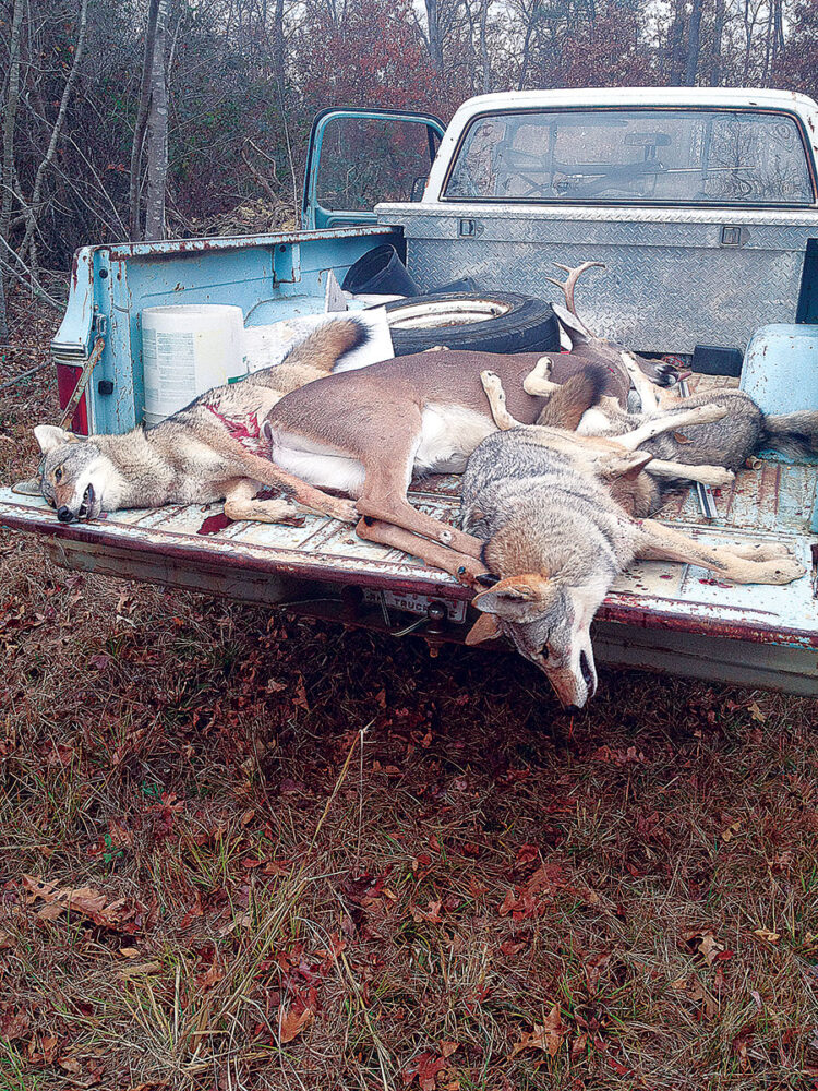 dead coyotes