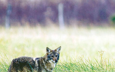 The Coyote – Nature’s Versatile Vagabond