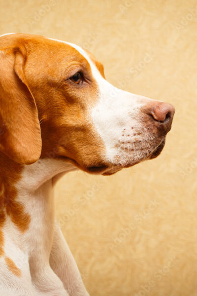 Red Birddog Pointing Hat - Red Bark Shop