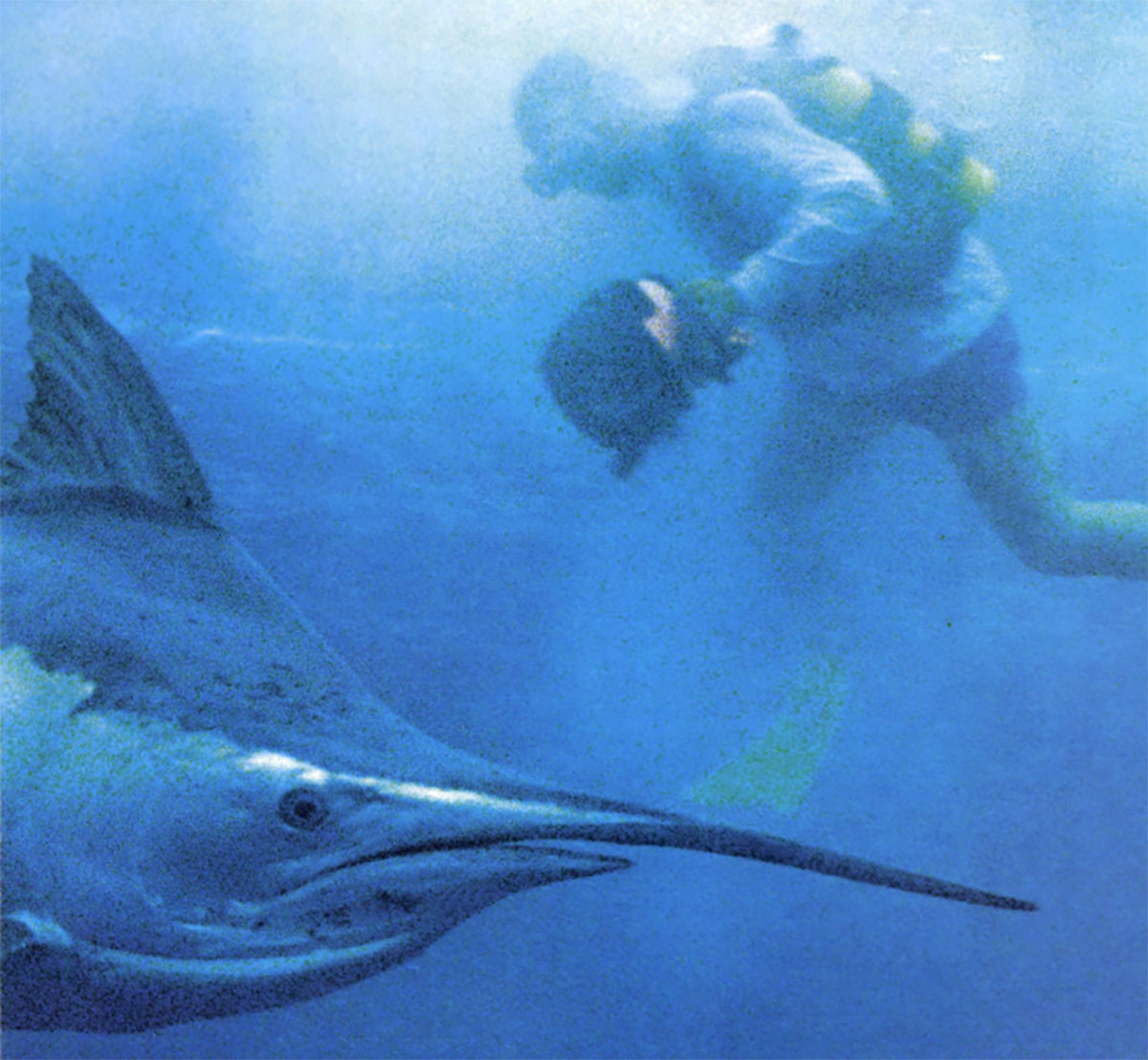 Billfishing: The Quest for Marlin, Swordfish, Spearfish & Sailfish