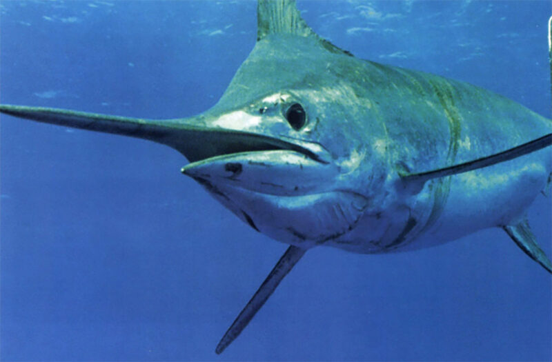 Vintage Guy Harvey Hat Fishing Long Bill Cap Bluewater Deep Sea Swordfish  Marlin