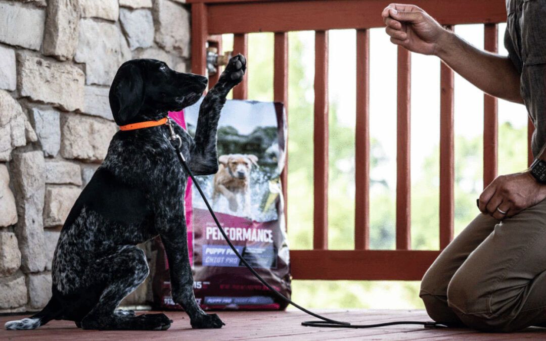 How Much to Feed a Sporting Breed Puppy