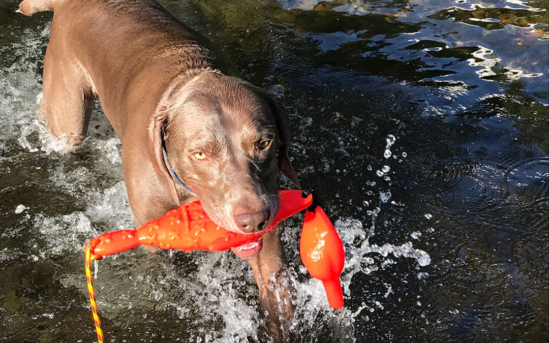 Summer Swims are Super!