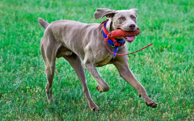 We Weims Can Run