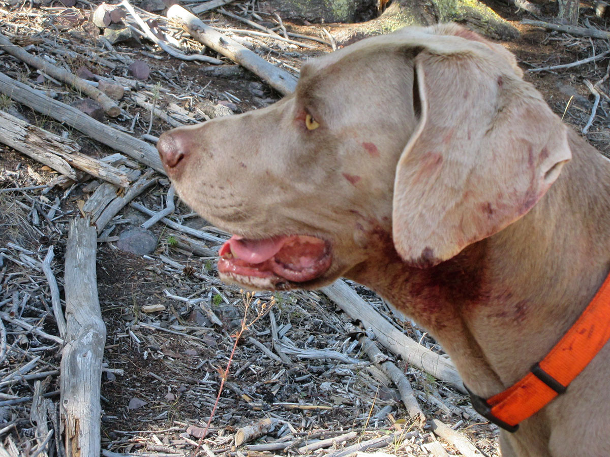 The Bloody Side of Hunting