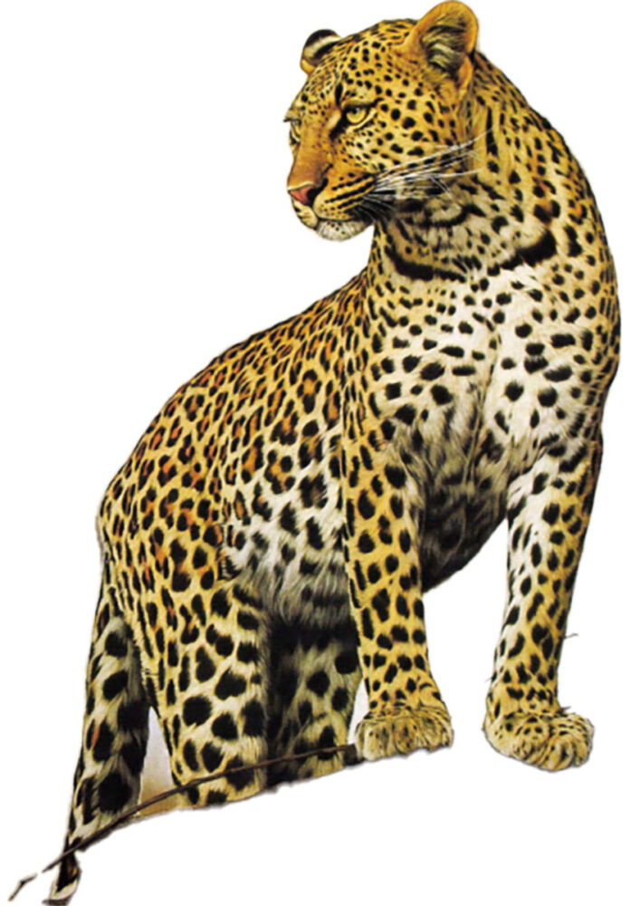 The Old Man's Leopard