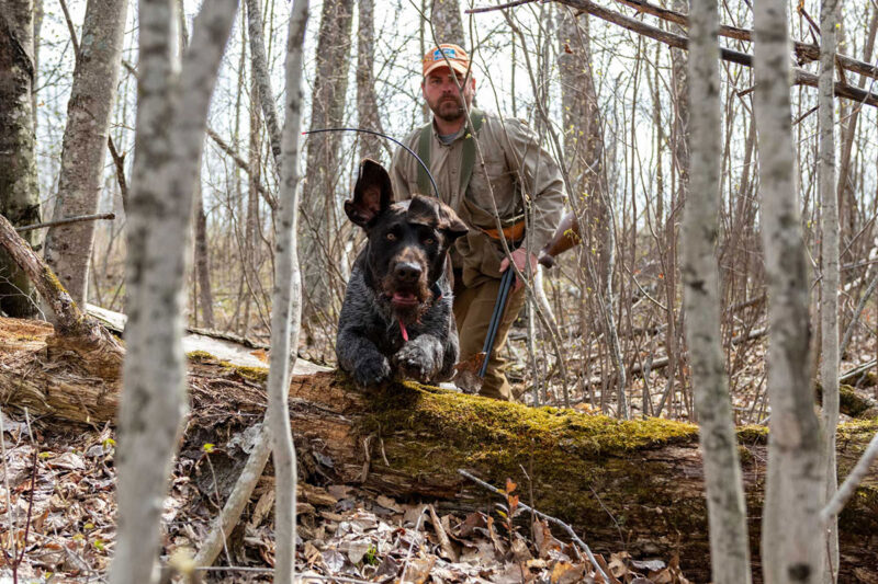 Overcoming In-Season Obstacles with Your Bird Dog